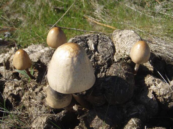 Champignon